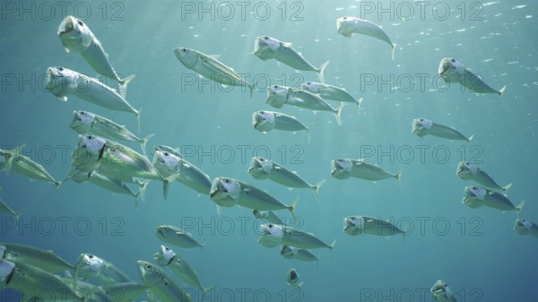 Shoal of Striped Mackerel or Indian Nackerel (Rastrelliger kanagurta) swims in blue water with open