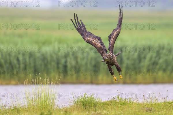 A white-tailed eagle (Haliaeetus albicilla) spreads its wings and flies over a green landscape,