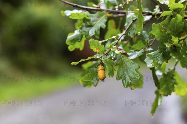Autumn atmosphere, acorn of the English oak, German oak (Quercus robur), Leoben, Styria, Austria,