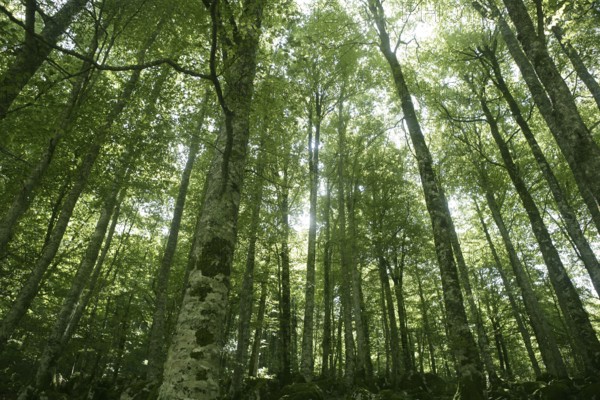 Beech green magic forest with sun reflections in Irati