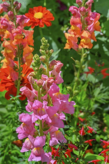 Snapdragon (Antirrhinum), Allgäu, Bavaria, Germany, Europe