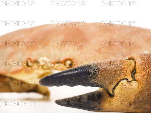 Extreme closeup of a crab claw with crab eyes staring over
