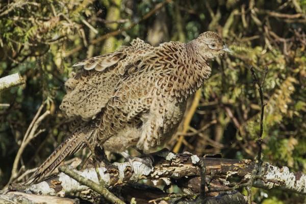 Female pheasant with shaken plumage and water droplets standing on woodpile in front of garden