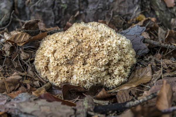 Wood Cauliflower fungus (Wood Cauliflower crispa), edible mushroom on pine root, Mönchbruch,