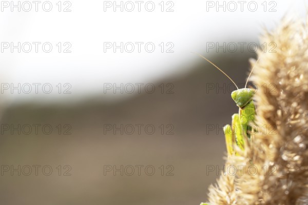 European mantis (Mantis religiosa), hidden on vegetation, Döberitzer Heide nature reserve,
