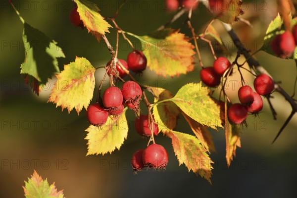 Clusters of ripe hawthorn on branches in autumn