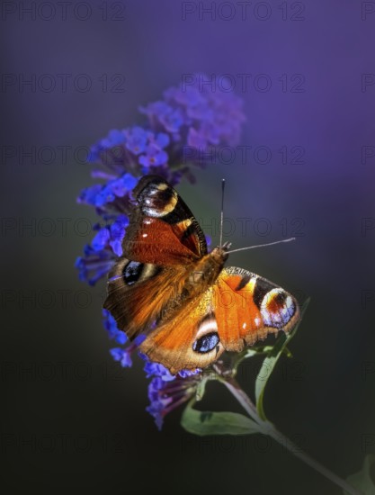 European peacock (Aglais io), sitting on purple summer lilac (Buddleja davidii),