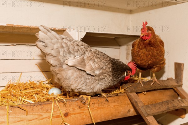 Laying hens and their clutch