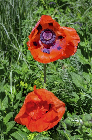 Oriental poppy (Papaver orientale), Allgäu, Bavaria, Germany, Europe