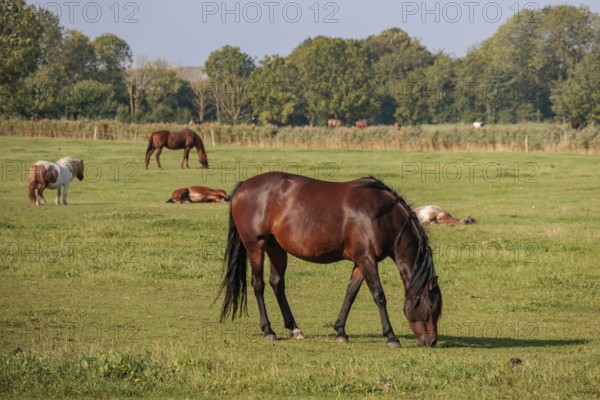 Horses grazing on a spacious meadow, some lying in the background, surrounded by trees, norden,