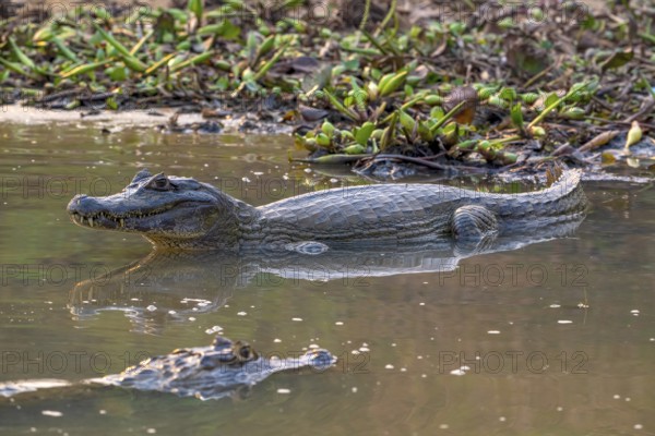 Caiman (Caimaninae), Crocodile (Alligatoridae), crocodile (Crocodylia), with reflection, Pantanal,
