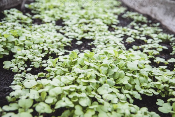 Mustard plant green manure, natural fertilizer (Sinapis alba) seedlings in the garden bed