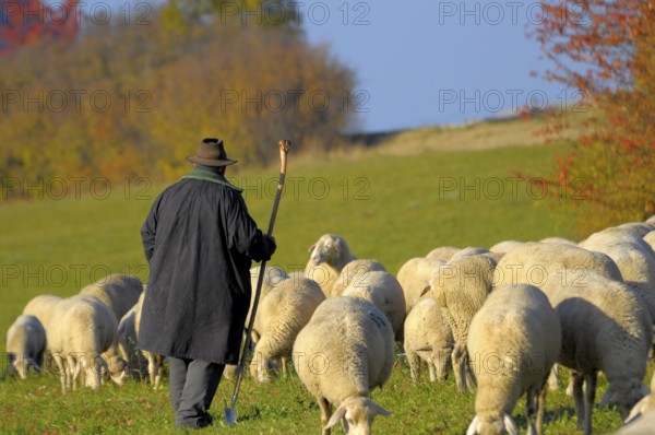 Landscape : Swabian Alb Flock of sheep in autumn on pasture, with shepherd, domestic sheep (Ovis