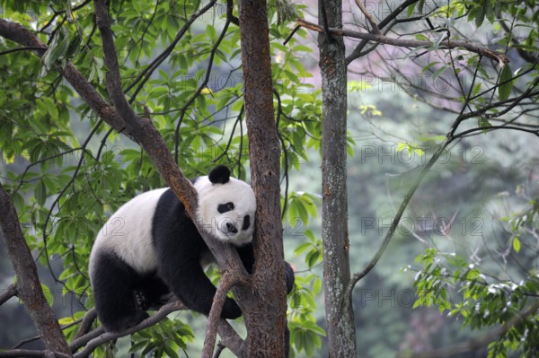 Giant panda in a tree (Ailuropoda Melanoleuca), Sichuan, China, Asia