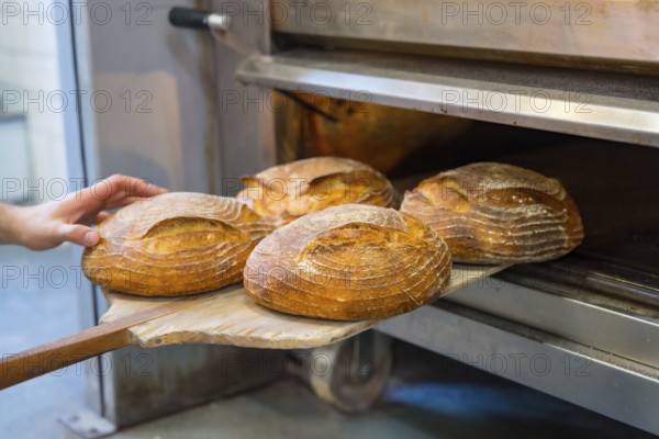 Baker employee of bakery in the workshop workshop of artisan bakery baking loaves in the oven