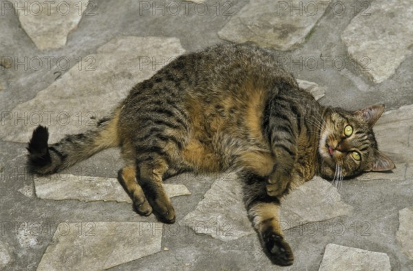 Obese Domestic Cat Rolling