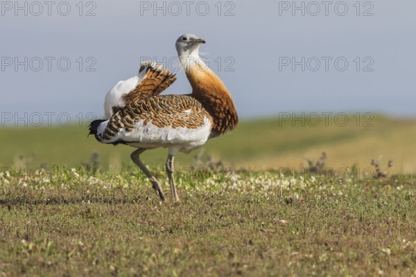 Great bustard (Otis tarda) m, Spain, Europe
