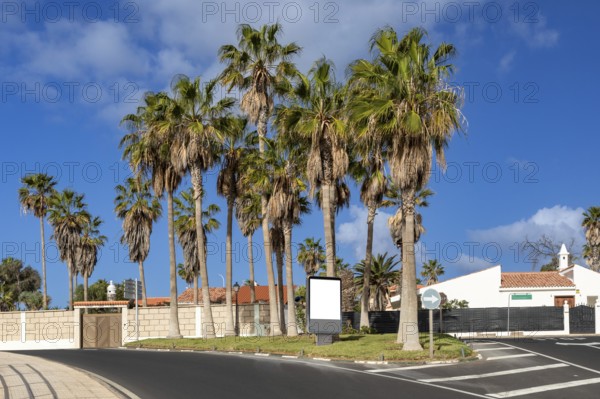 Palm trees in a holiday resort in Los Abrigos, Tenerife