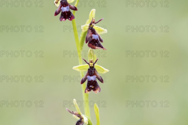 Fly orchid (Ophrys insectifera), fully developed flower, Münsterland, North Rhine-Westphalia,