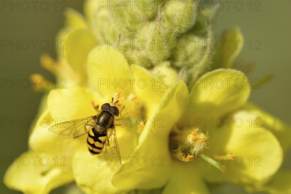 Small-flowered mullein with large hoverfly (Syrphus ribesii) Syrphus ribesii on a wildflower