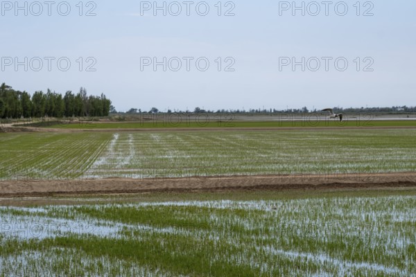 Rice fields in the landscape in the Ebro Delta region in the province of Tarragona in Catalonia