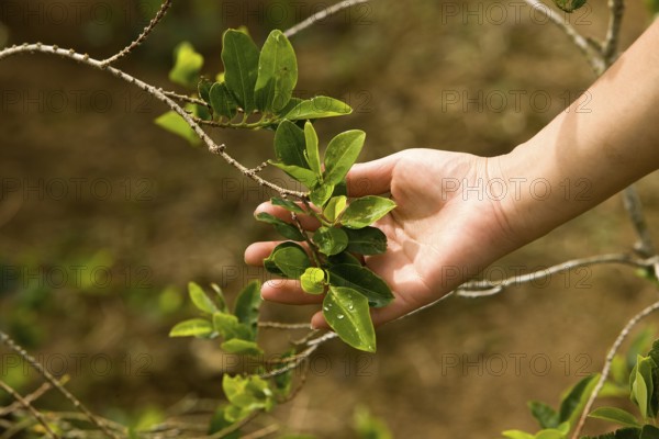 Coca (erythroxylum coca), leaves for cocaine production, Peru, South America