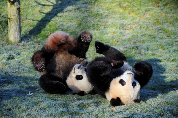Giant Pandas (Ailuropoda melanoleuca), pair