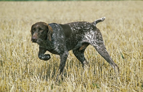 German Shorthaired Pointing Dog, Pointing Dog