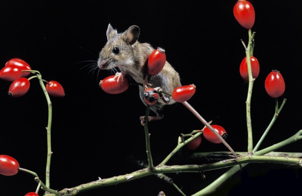 Yellow Necked Mouse (apodemus flavicollis), Adult standing on Rose Hip's Branch