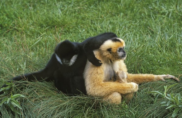 CONCOLOR GIBBON OR WHITE GIBBON Hylobates concolor, PEACH WITH YOUTH