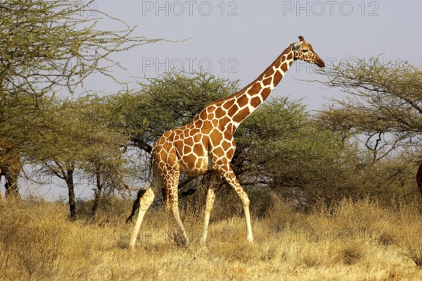 Reticulated Giraffe (giraffa camelopardalis reticulata), Adult walking through Acacias trees,