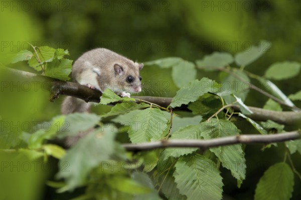 Edible dormouse (Glis glis) Rhineland-Palatinate, Germany, Europe