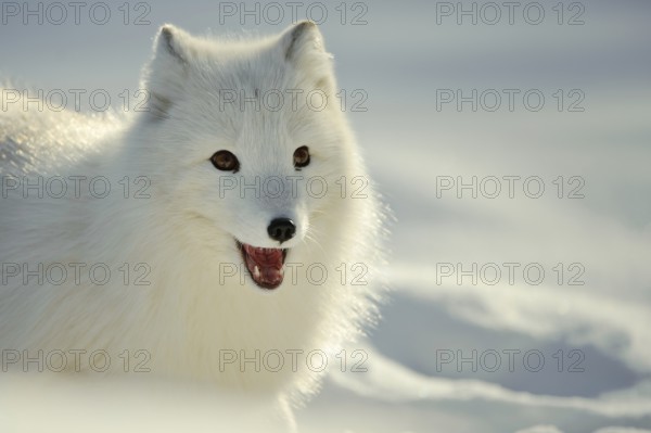 Arctic fox (Alopex lagopus) (Vulpes lagopus)