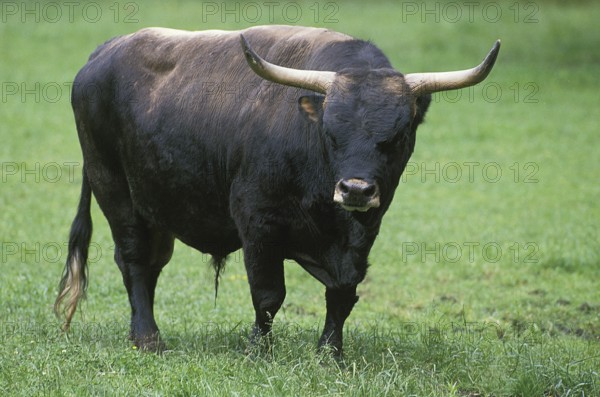 Auroch or Urus (bos primigenius), Bull