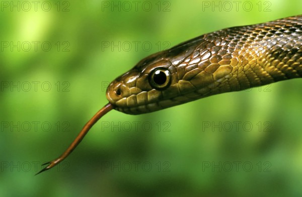 Climbing snake (Elaphe bairdi), tongue, tonguing, tonguing, tongues