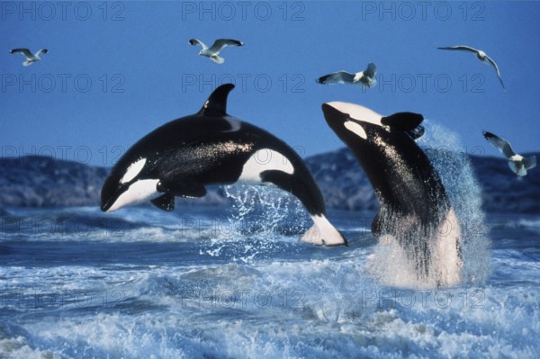 Killer whales (Orcinus orca)