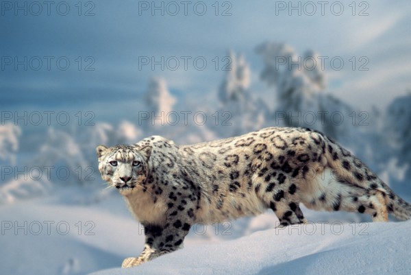 Snow leopard (Panthera ave crux spes unica (Unica unica), Irbis, Page