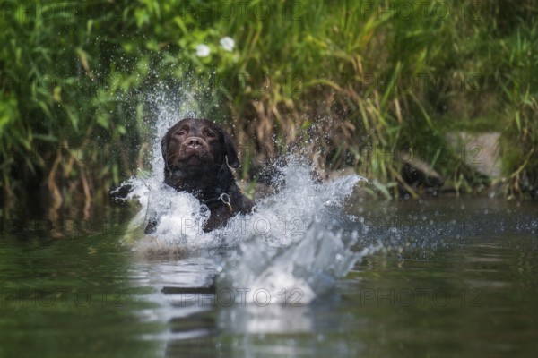 A Labrador in the water to retrieve his ball