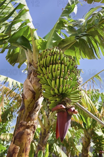 Banana tree, Agulo, La Gomera, Canary Islands, Spain, Europe