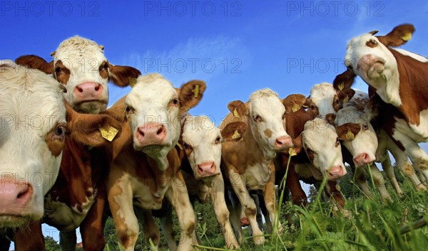 Herd of dairy cows, cattle, on the pasture, curiously watching the photographer, somewhere in Upper