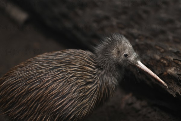 The North Island brown kiwi, Apteryx mantelli, is the most common kiwi, with about 35, 000