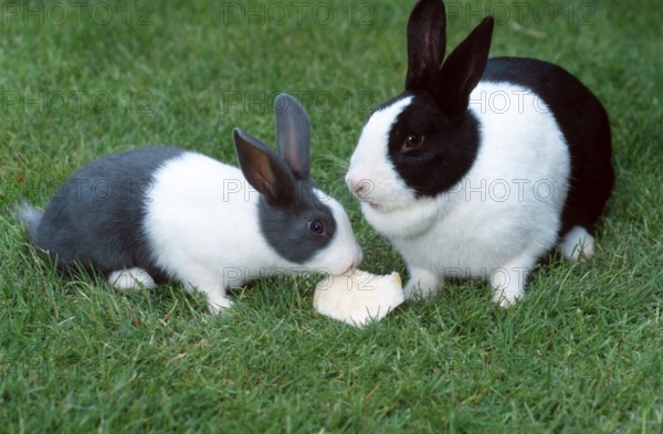 Dutch rabbit and kittens