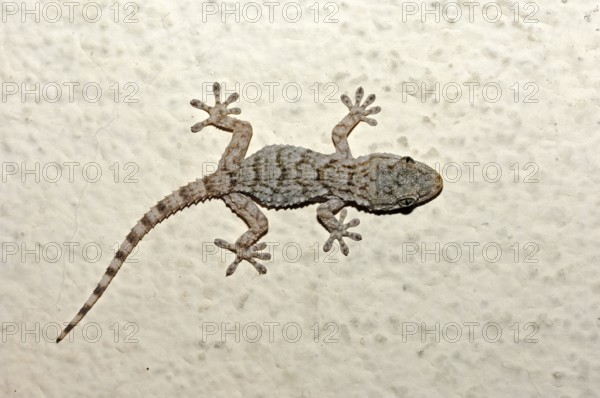 Common wall gecko (Tarentola mauritanica), Provence, Southern France, domestic gecko, exemptible