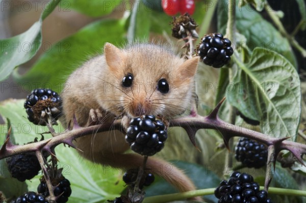 Common Dormouse (muscardinus avellanarius), Normandy