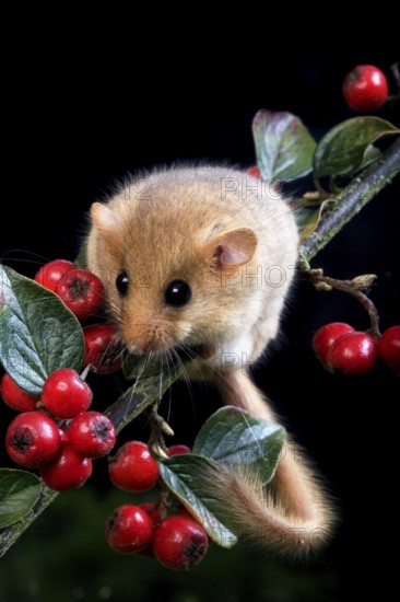Common Dormouse (muscardinus avellanarius), Adult standing on Branch, Normandy