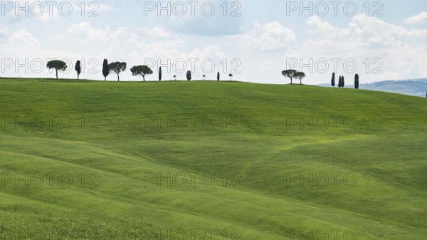 Cypresses (Cupressus) and stone pines (Pinus pinea) on a hill, Tuscany, Province of Siena, Tuscany,