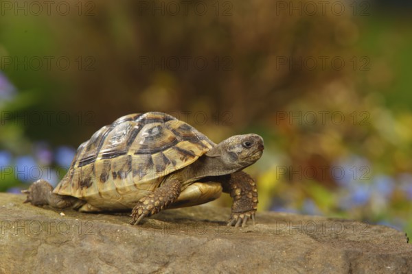 Greek Tortoise (Testudo hermanni boettgeri)