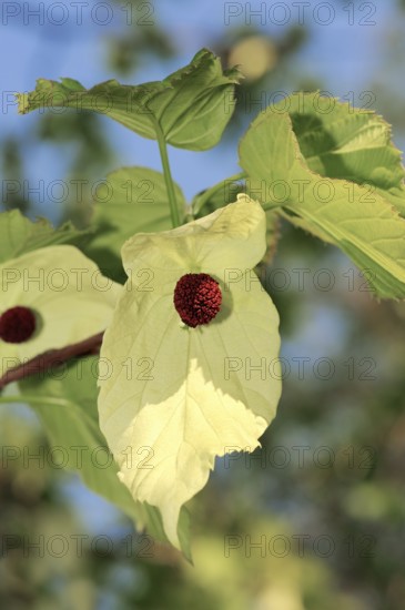 Dove Tree, blossom, Handkerchief Tree (Davidia involucrata), Ghost Tree, Nyssaceae