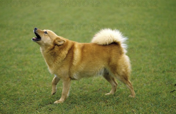 Finnish Spitz standing on lawn, yapping