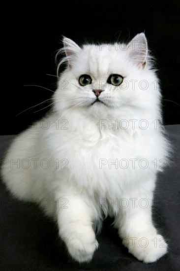 Chinchilla Persian domestic cat with green eyes, adult against black background